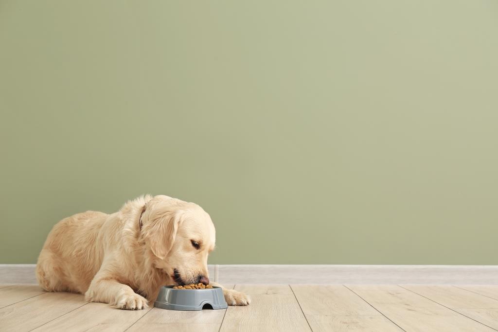 Golden Retriever Feeding Guide Australia