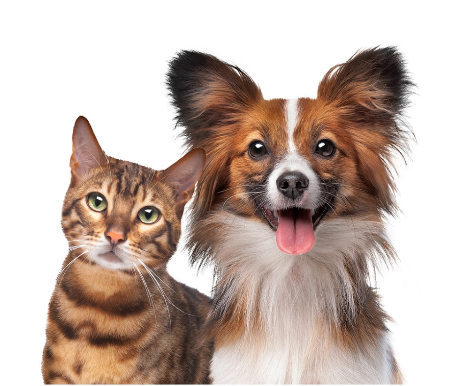 Why Do Pets Have Whiskers? Vetalogica