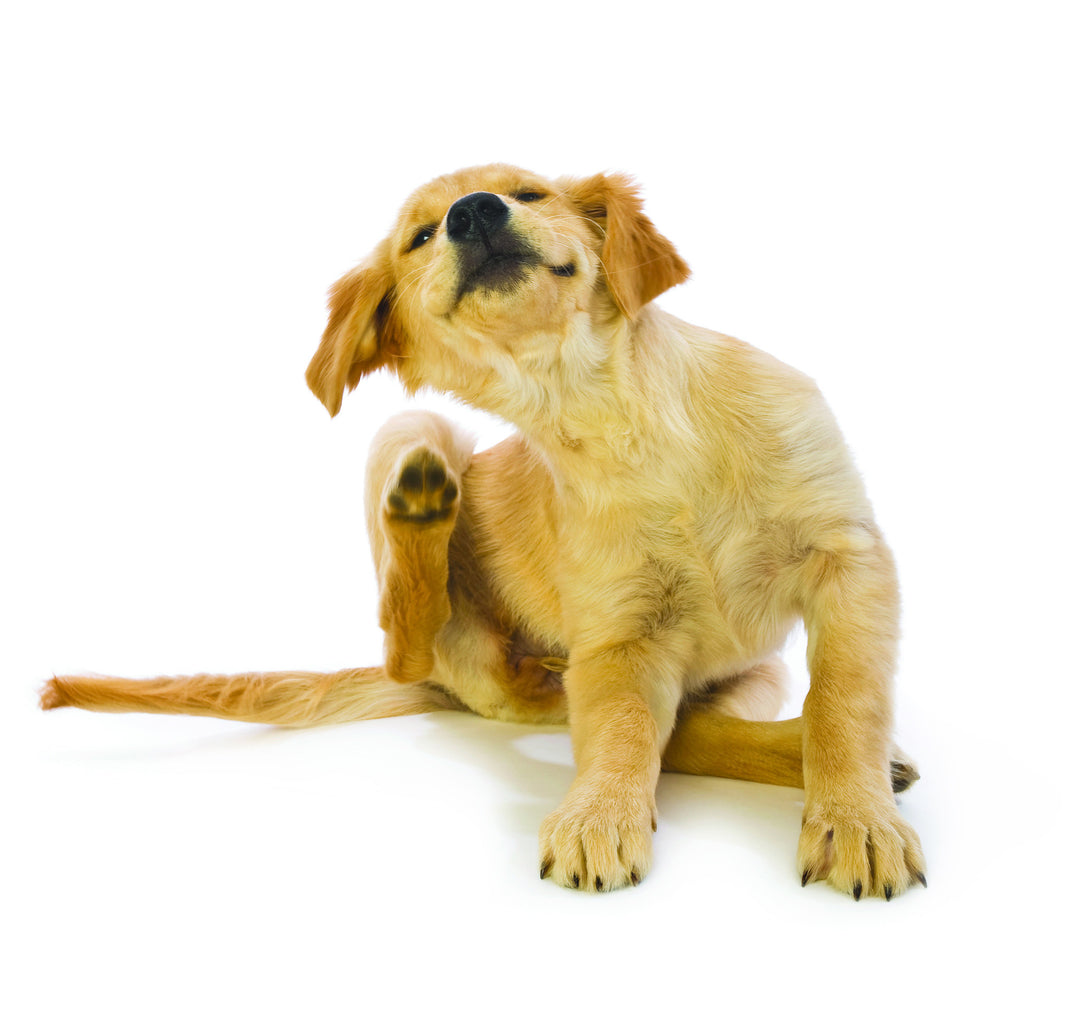 Does your pet have itchy skin?