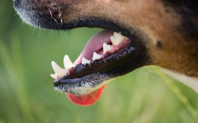 Anatomy Of Carnivores
