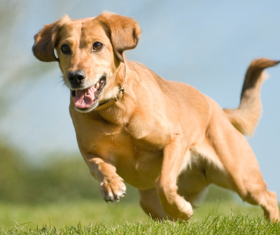 Pet Food to Help Improve Joint Health