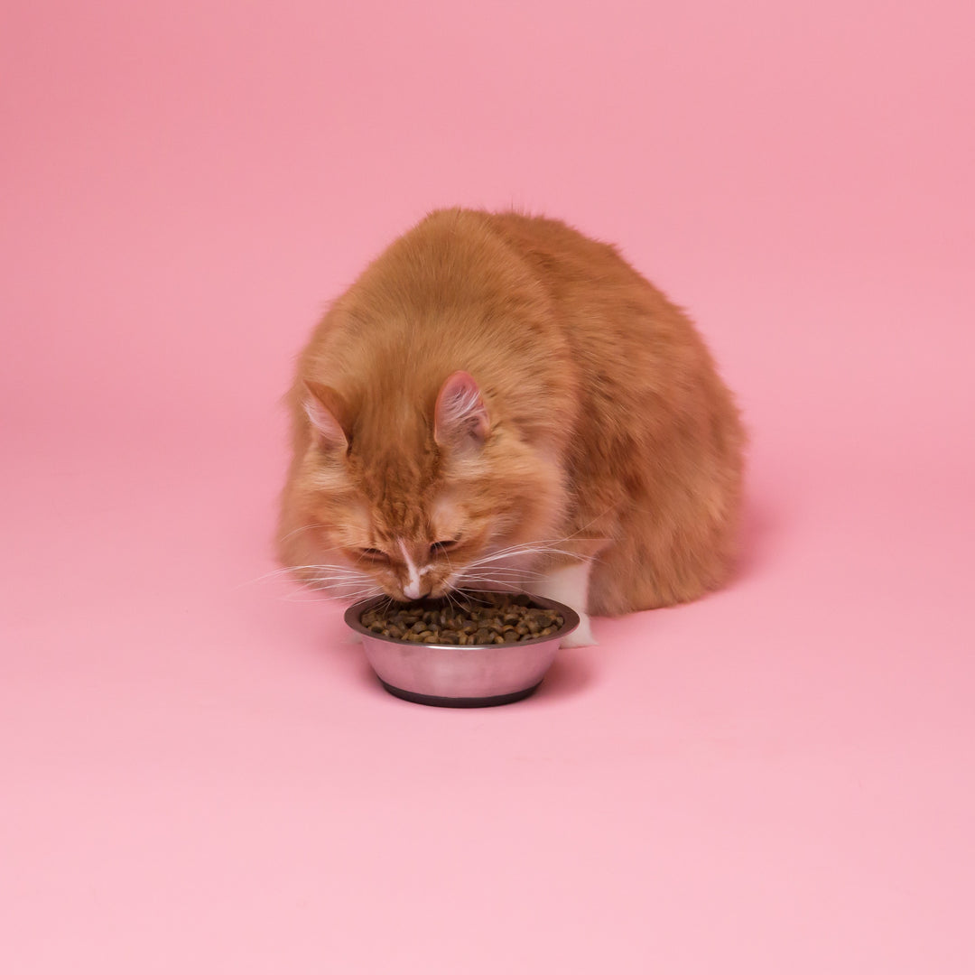How much to feed a cat?