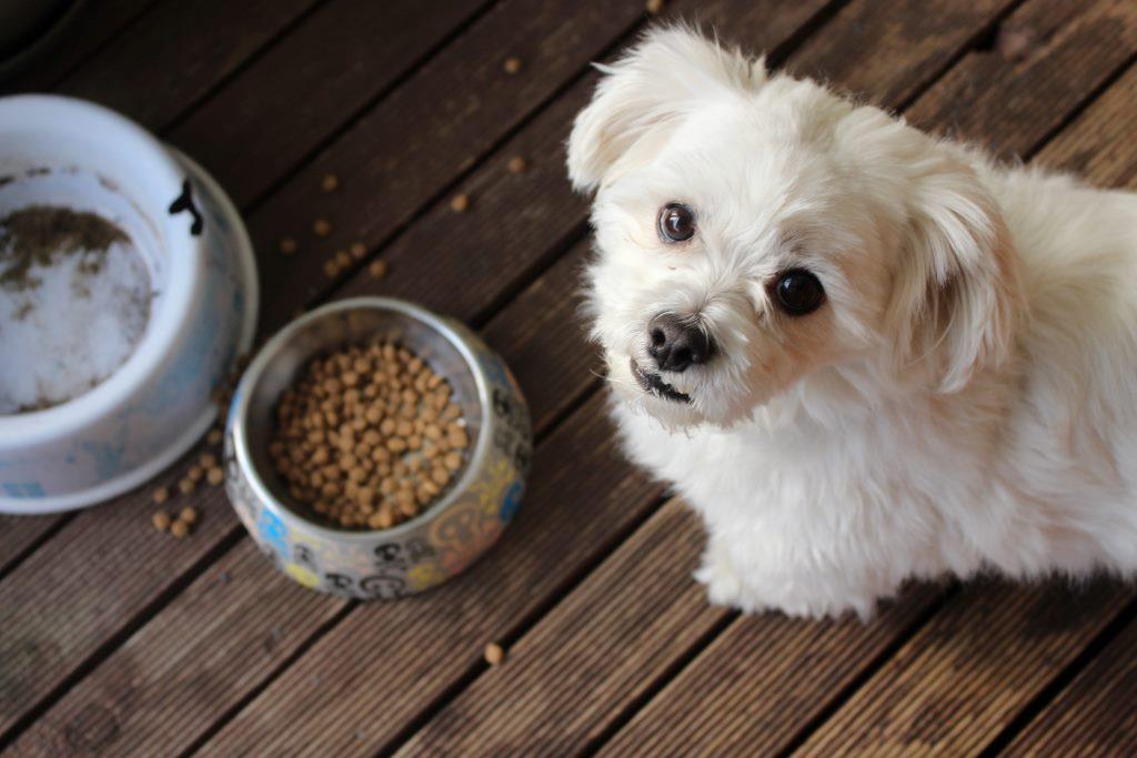 Allergies for Pets: Which food to give to your Dog or Cat to Avoid Them?