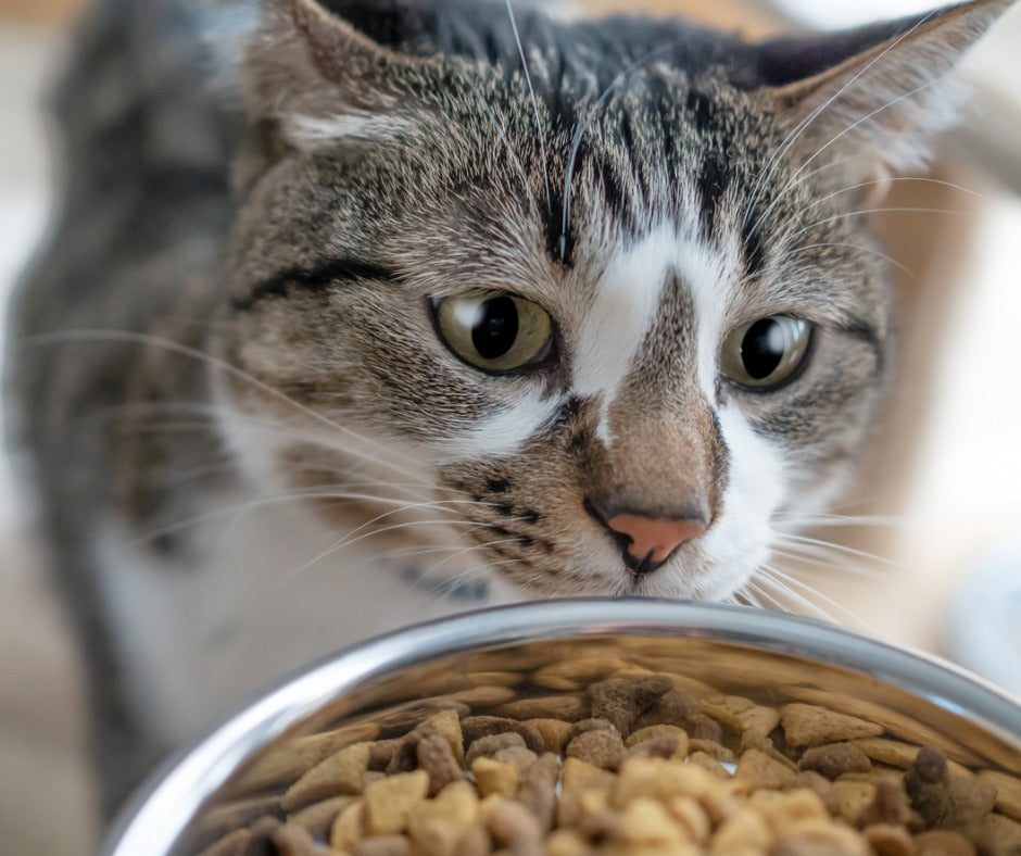 5 Signs Your Pet Needs a New Diet