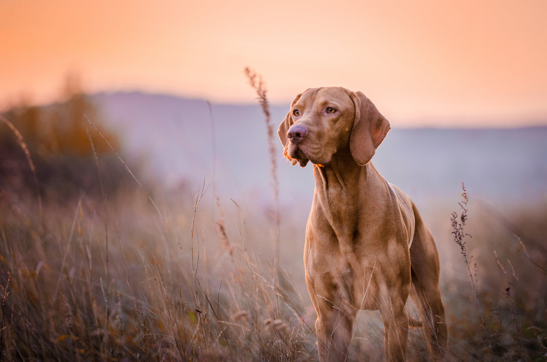 What Are Biologically Appropriate Pet Foods?