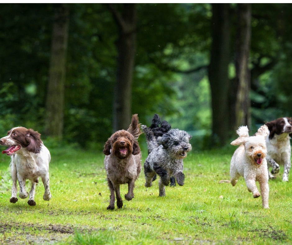 Pet Skin Care and the Role of Diet