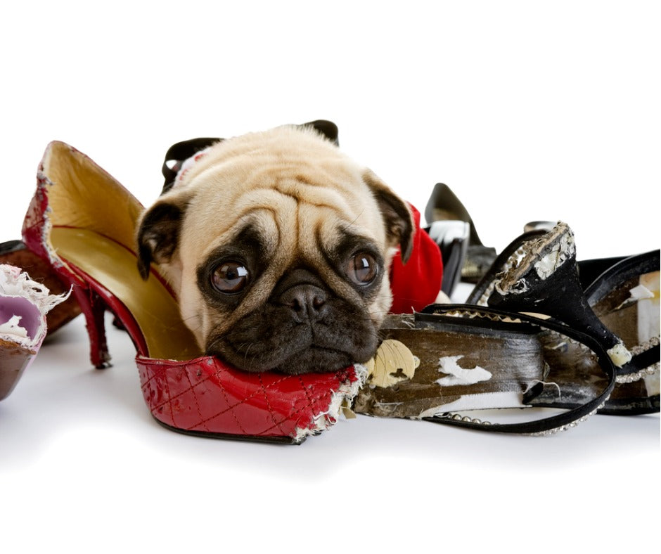 Are you feeding your pet's anxiety?