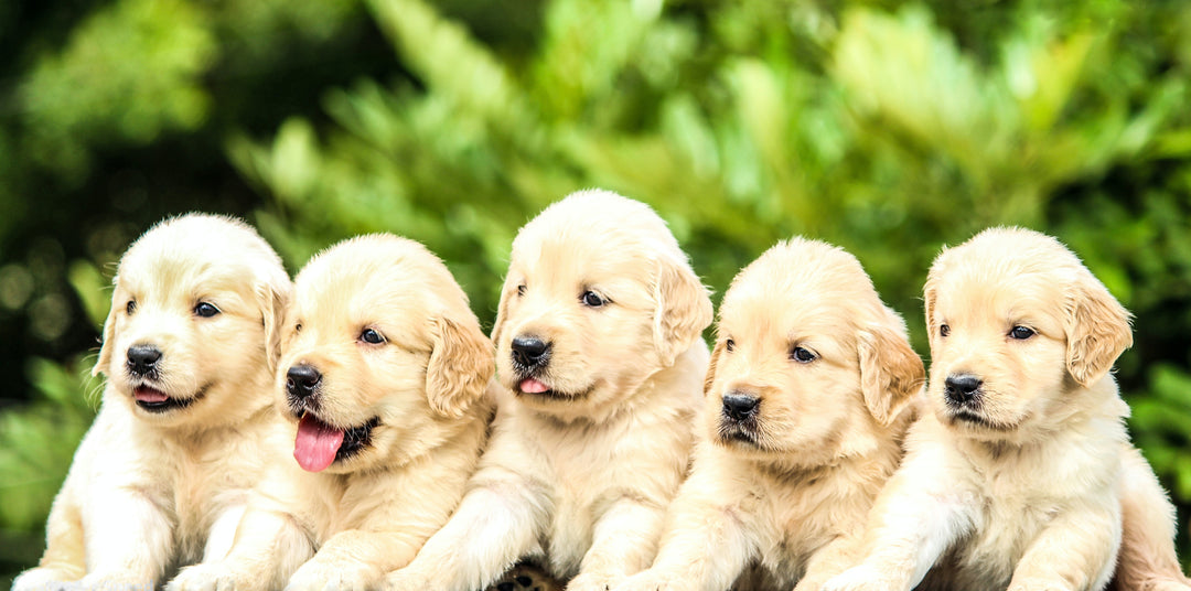 Puppy feeding guide
