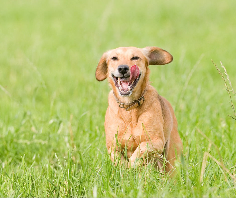 Why Do Pets Eat Grass?