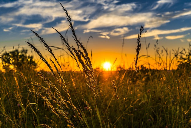 Why is Non-GMO Pet Food Important?