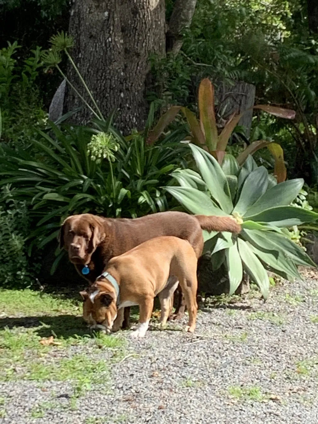 Two Happy Dogs. One Treat They Both Love.