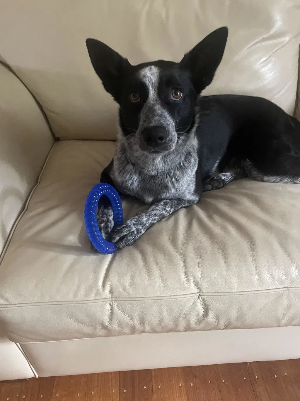 From Constant Scratching To A Shiny Coat
