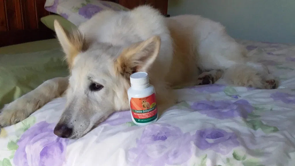 Healthy Skin. Shiny Coat. One Happy Snowy.