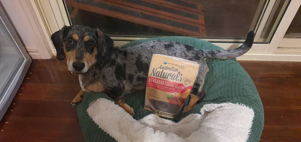Murphy Runs To His Crate For Them.