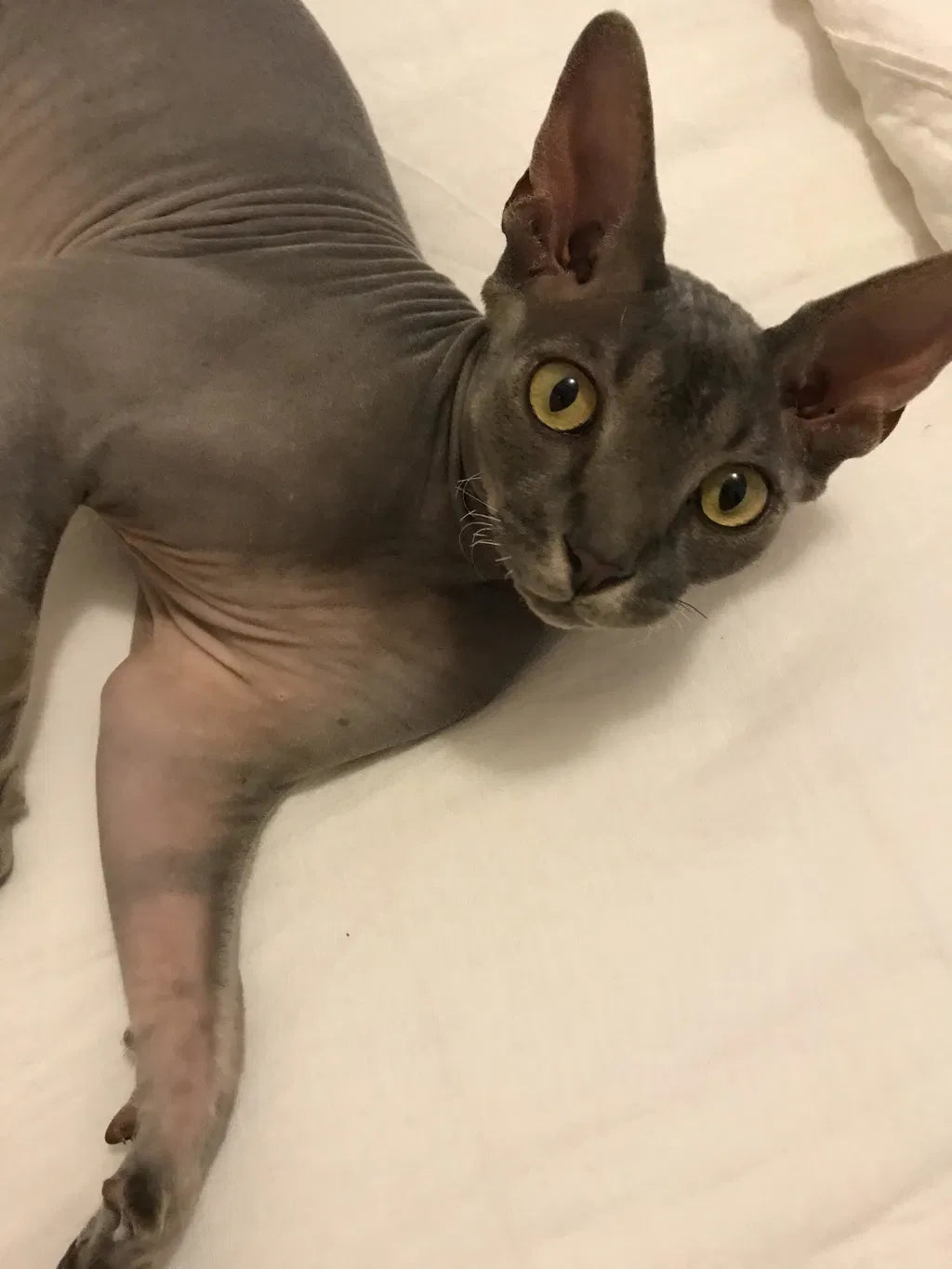Loki Loves All 4 Flavours — And Mum Loves The Peace Of Mind.