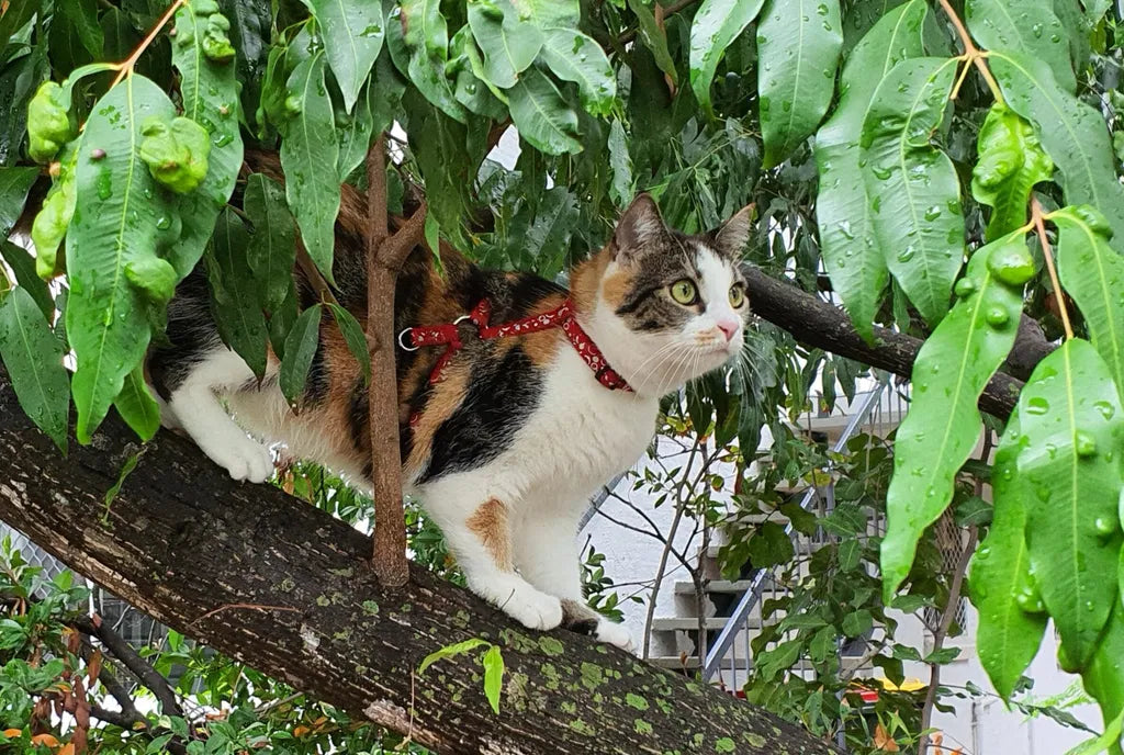 Her Favourite Food. A Beautiful, Shiny Coat.