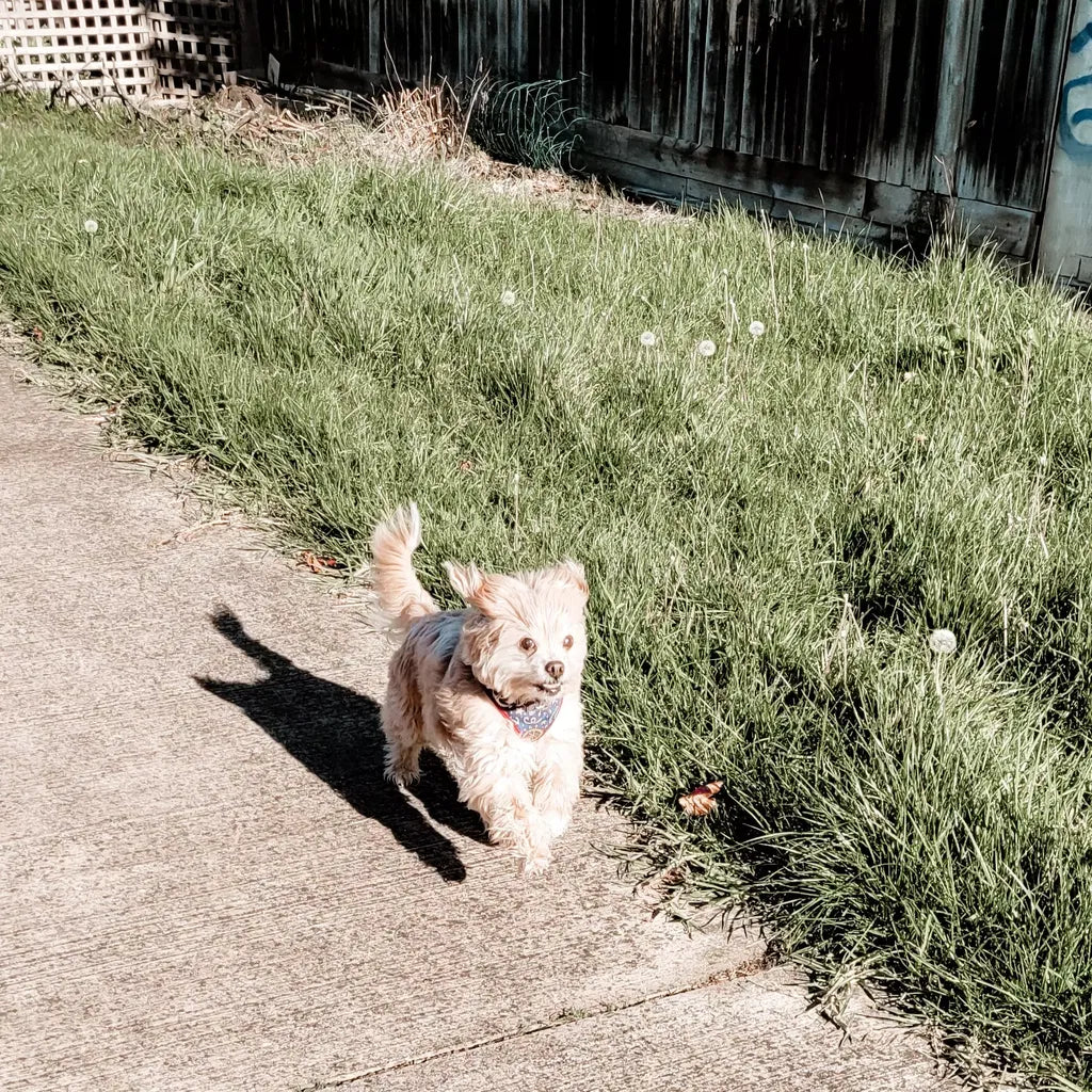 17 Years Old — And Running, Jumping & Playing Again