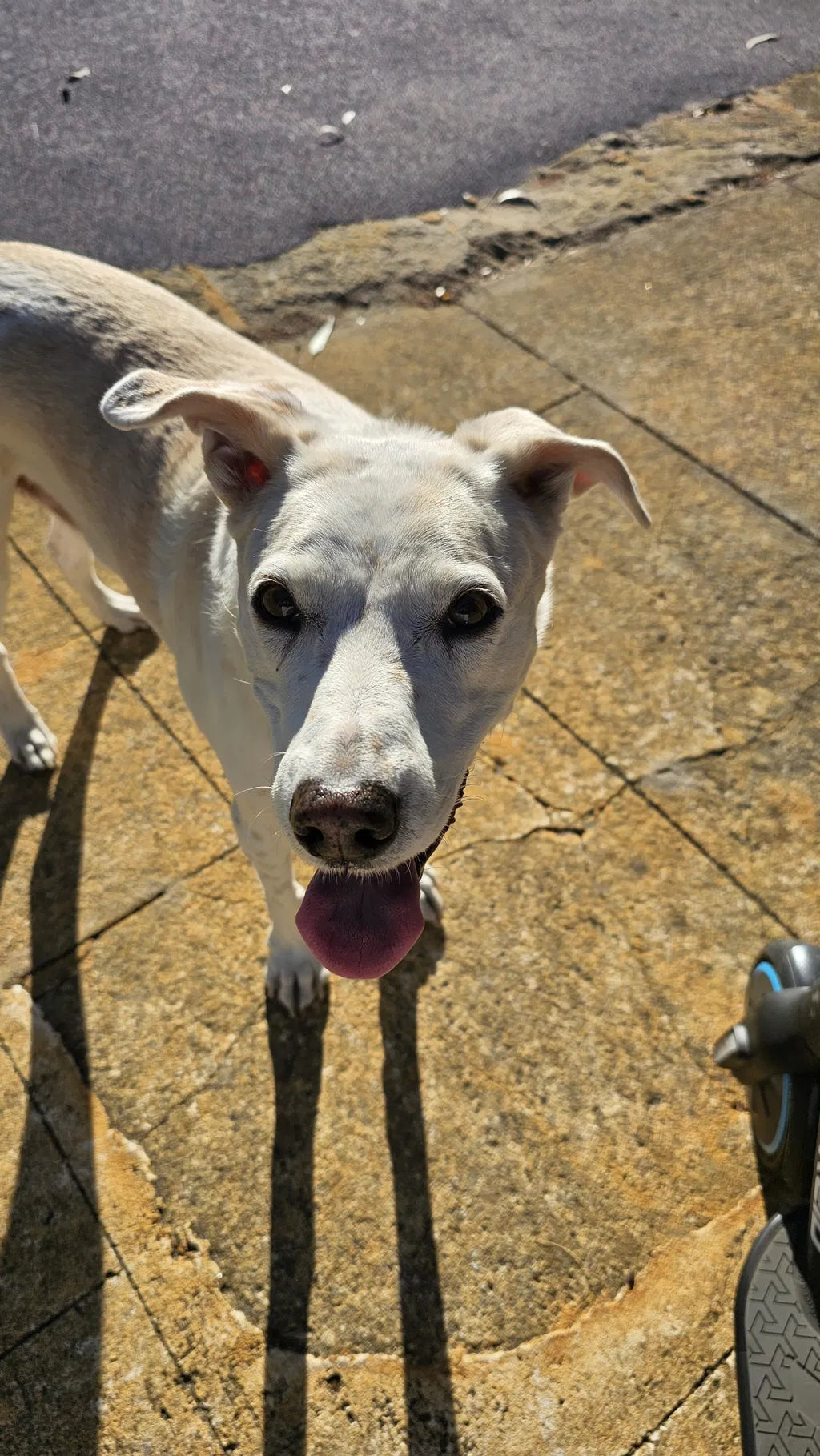 “I Never Expected To Get My Puppy Back.”