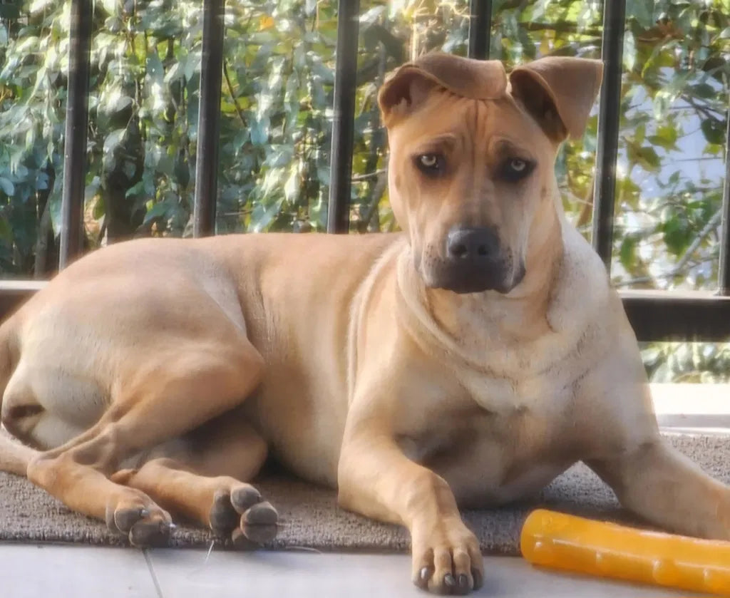 A Healthy Start For An Active, Happy Dog.