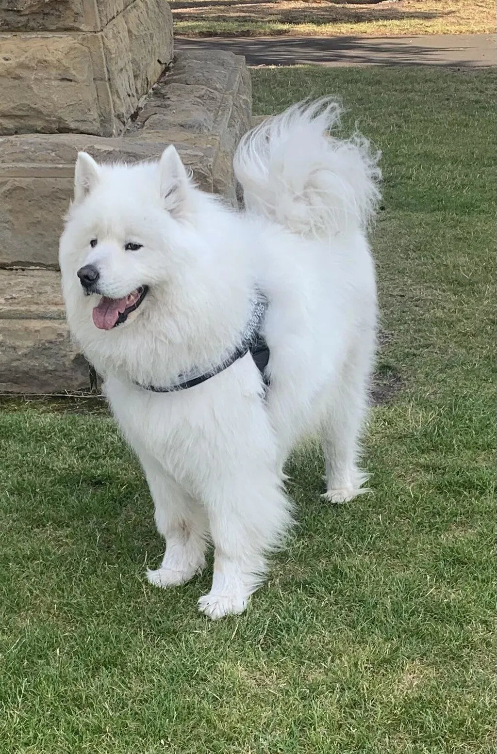 He's Spinning Around Like A Puppy Again.