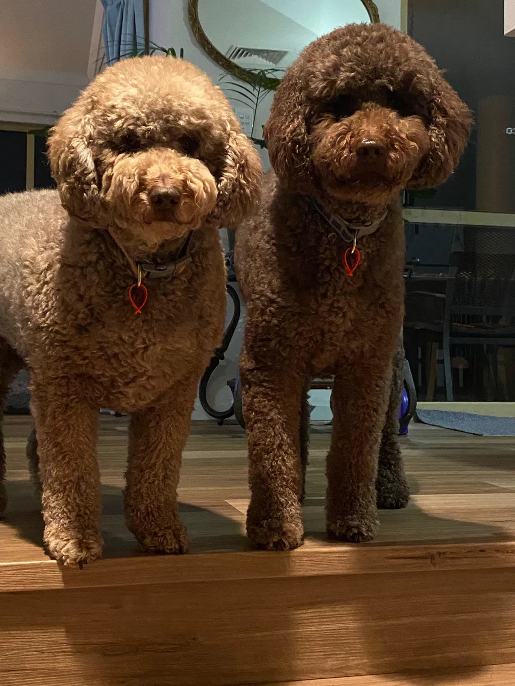 They Tried Their New Bickies. They Loved Them.