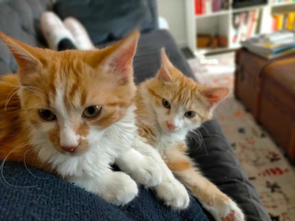 From Fussy Cats To Empty Bowls.