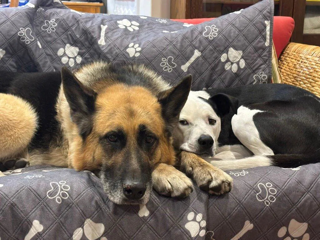 Two Dogs. One Daily Routine They Love.