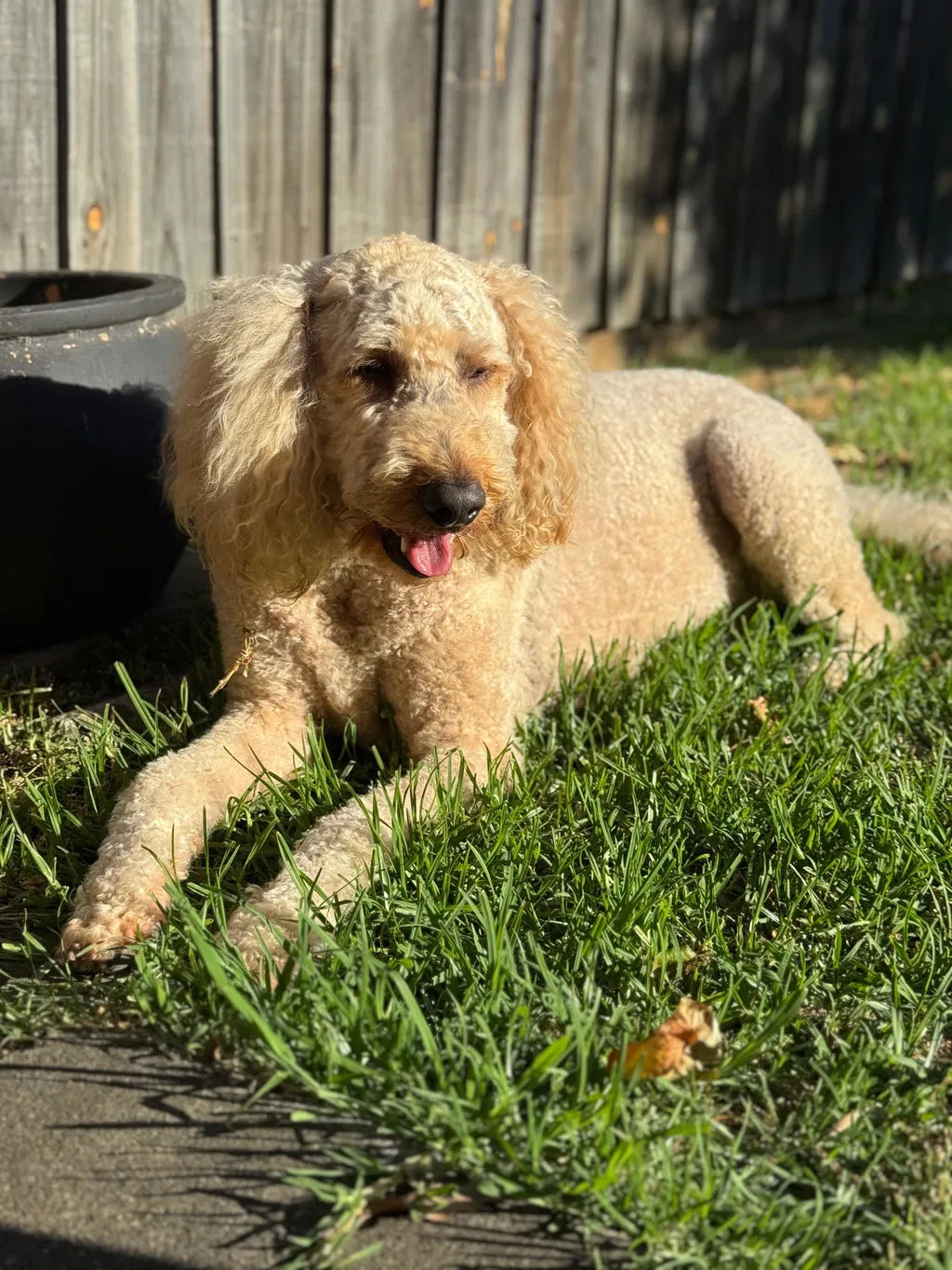 Harvey's Happier — With No Skin Irritations