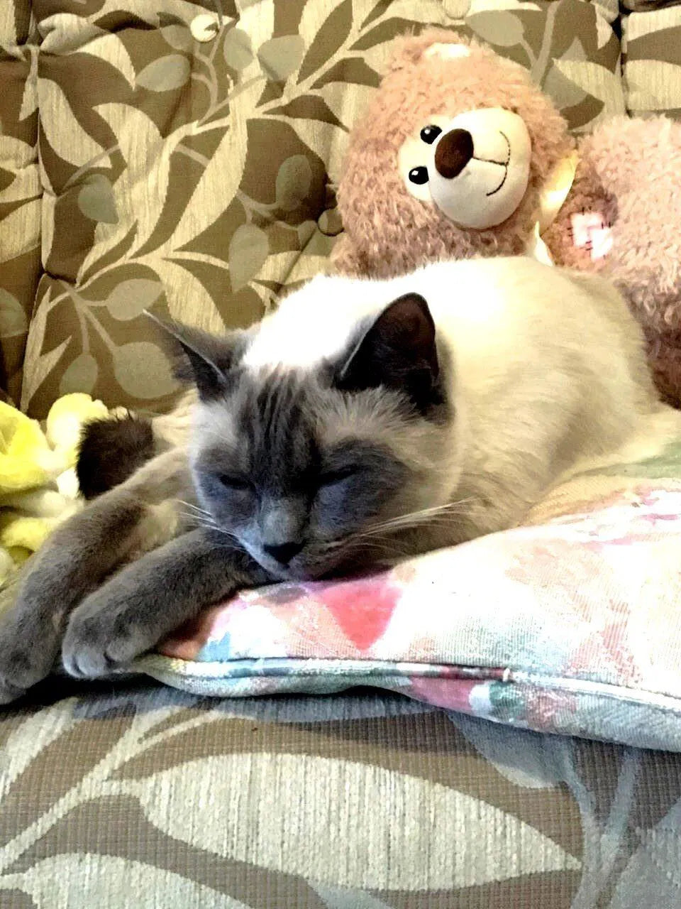 Fussy Skye Loves It — And Has Never Been Healthier